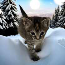 Thumbnail photo of Jinga #3