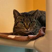 Thumbnail photo of Zoey #3