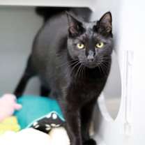 Thumbnail photo of Twilight #1