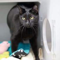 Thumbnail photo of Twilight #2