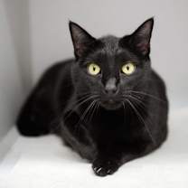 Thumbnail photo of Twilight #3