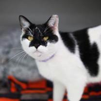 Thumbnail photo of Babsy #3