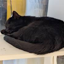 Thumbnail photo of Honey #3