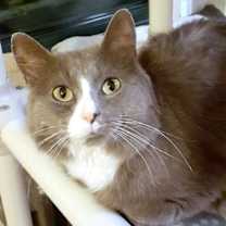 Thumbnail photo of Smokey #1