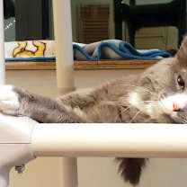 Thumbnail photo of Smokey #2