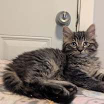 Thumbnail photo of Bolt & Stormy (*bonded pair) #4