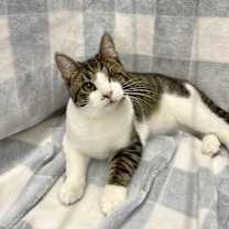 Thumbnail photo of Cosmic Dorito #1