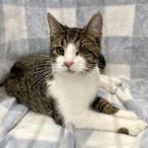 Thumbnail photo of Cosmic Dorito #2