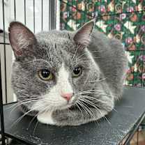 Thumbnail photo of Albert (Al) #1