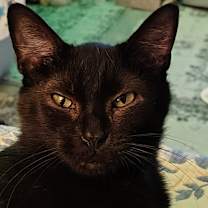 Thumbnail photo of Black Kitty #3