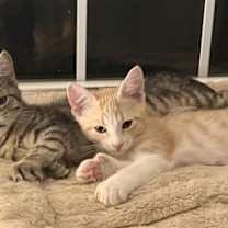 Thumbnail photo of Darby - BONDED PAIR #1