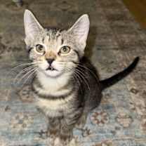 Thumbnail photo of Deacon - BONDED PAIR #1