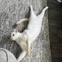 Thumbnail photo of Skye #1