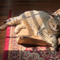 Thumbnail photo of Masha #4