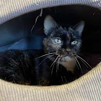 Thumbnail photo of Daisy #2