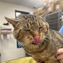 Thumbnail photo of Big Papa #2