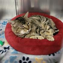 Thumbnail photo of Big Papa #3