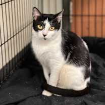 Thumbnail photo of Tiger (Kimberly) #1