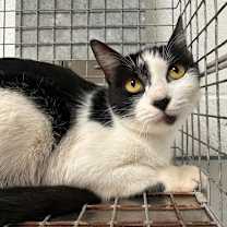 Thumbnail photo of Tiger (Kimberly) #2