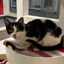 Thumbnail photo of Tiger (Kimberly) #3