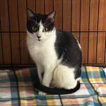 Thumbnail photo of Tiger (Kimberly) #4