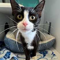 Thumbnail photo of Chop #1