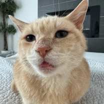 Thumbnail photo of Horseshoe #3