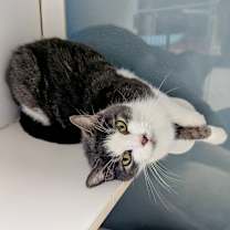 Thumbnail photo of Precious 22-1456 #1