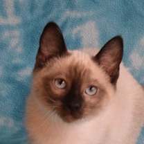 Thumbnail photo of Nai  #1