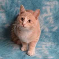 Thumbnail photo of Vash #2