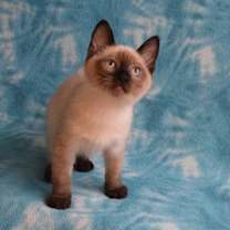 Thumbnail photo of Nai  #2