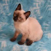 Thumbnail photo of Nai  #3