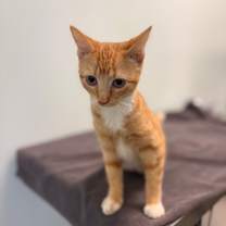 Thumbnail photo of Mistletoe #1