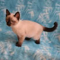 Thumbnail photo of Nai  #4