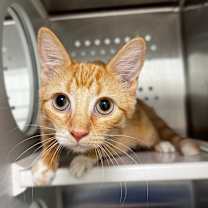 Thumbnail photo of Mistletoe #2