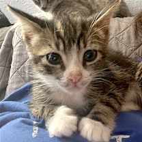 Thumbnail photo of Purrcee #3