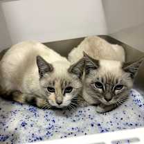 Thumbnail photo of Eggnog #2