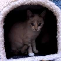 Thumbnail photo of Eggnog #3