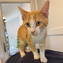 Thumbnail photo of Mufasa #2