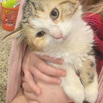 Thumbnail photo of Chi Chi #1