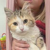 Thumbnail photo of Chi Chi #2