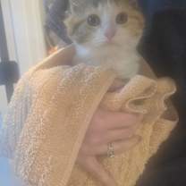 Thumbnail photo of Chi Chi #4