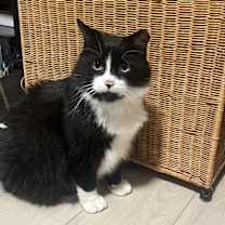 Thumbnail photo of Felix #1