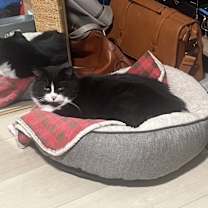 Thumbnail photo of Felix #2