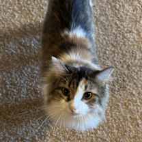 Thumbnail photo of Tris #3