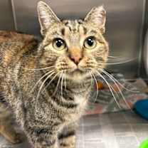 Thumbnail photo of Muru #1