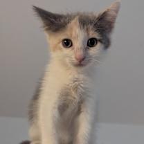 Thumbnail photo of Kasha #2