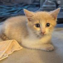 Thumbnail photo of Kimchi #2