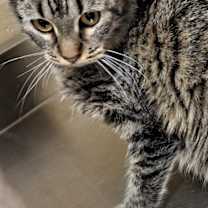 Thumbnail photo of Tomato #4