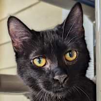 Thumbnail photo of Avocado #1